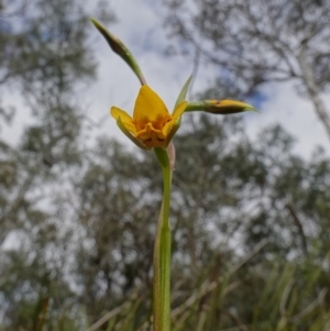 Diuris nigromontana at Acton, ACT - 9 Oct 2022