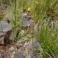 Diuris nigromontana at Acton, ACT - 9 Oct 2022