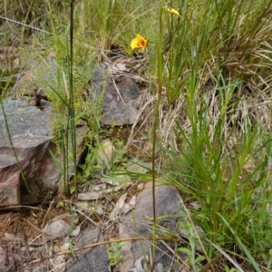 Diuris nigromontana at Acton, ACT - suppressed