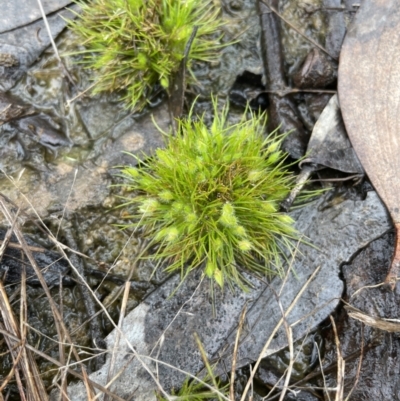 Centrolepis strigosa (Hairy Centrolepis) at Wollogorang, NSW - 12 Oct 2022 by JaneR