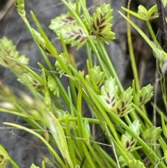 Isolepis levynsiana (Tiny Flat-sedge) at Wollogorang, NSW - 12 Oct 2022 by JaneR