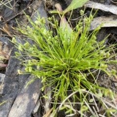 Isolepis levynsiana at Wollogorang, NSW - 12 Oct 2022