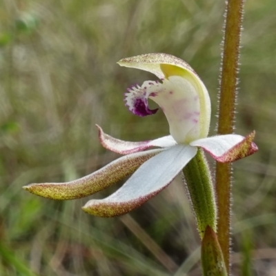Caladenia moschata (Musky Caps) at Acton, ACT - 8 Oct 2022 by RobG1