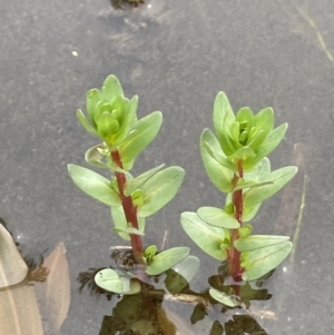 Lythrum hyssopifolia at Wollogorang, NSW - 12 Oct 2022 03:02 PM