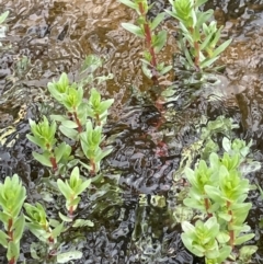 Lythrum hyssopifolia at Wollogorang, NSW - 12 Oct 2022 03:02 PM