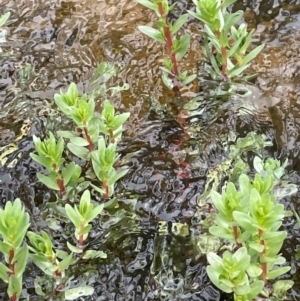 Lythrum hyssopifolia at Wollogorang, NSW - 12 Oct 2022