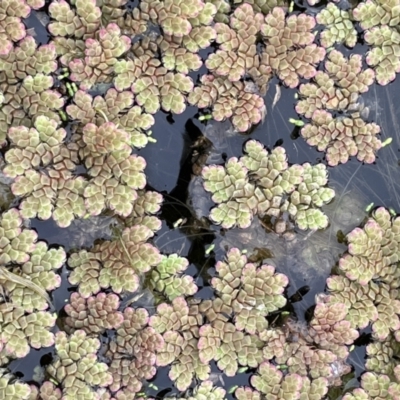 Azolla rubra (Red Water Fern) at Breadalbane, NSW - 12 Oct 2022 by JaneR