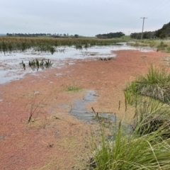 Azolla rubra at Breadalbane, NSW - 12 Oct 2022