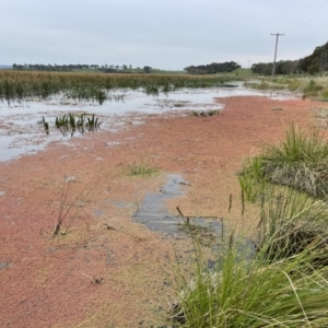 Azolla rubra at Breadalbane, NSW - 12 Oct 2022 04:32 PM