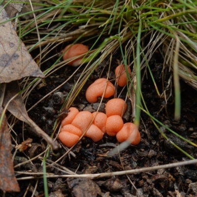 Lycogala epidendrum at Kowen, ACT - 11 Oct 2022 by RobG1