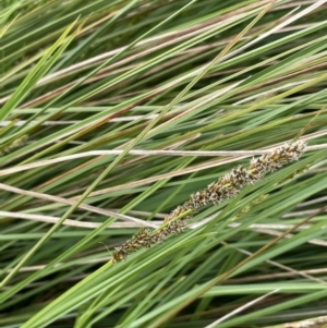 Carex appressa at Breadalbane, NSW - 12 Oct 2022