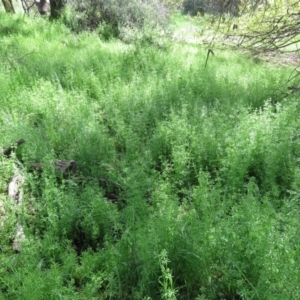 Galium aparine at Fyshwick, ACT - 11 Oct 2022 01:33 PM