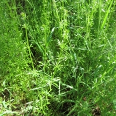 Galium aparine at Fyshwick, ACT - 11 Oct 2022 01:33 PM