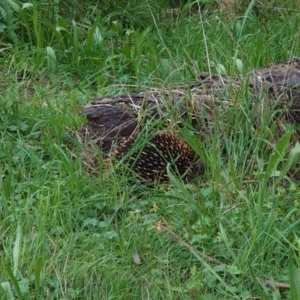 Tachyglossus aculeatus at Hackett, ACT - 12 Oct 2022