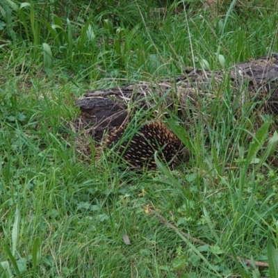 Tachyglossus aculeatus (Short-beaked Echidna) at Mount Majura - 12 Oct 2022 by Kym