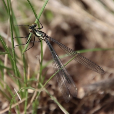 Austroargiolestes icteromelas (Common Flatwing) at Mongarlowe, NSW - 12 Oct 2022 by LisaH