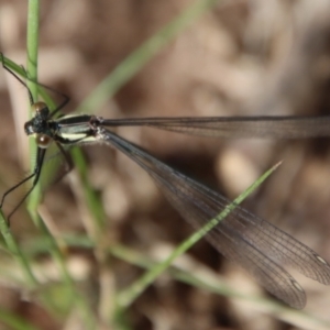 Austroargiolestes icteromelas at Mongarlowe, NSW - suppressed