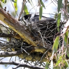 Cracticus torquatus (Grey Butcherbird) at The Pinnacle - 3 Oct 2022 by AlisonMilton