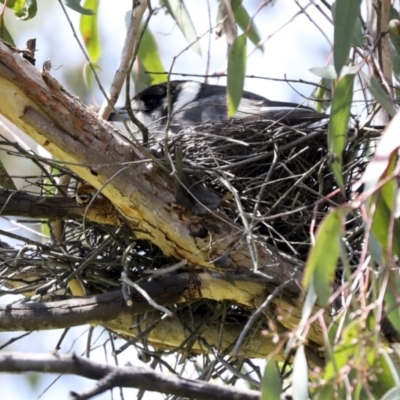 Cracticus torquatus (Grey Butcherbird) at Hawker, ACT - 3 Oct 2022 by AlisonMilton