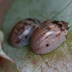 Paropsisterna m-fuscum (Eucalyptus Leaf Beetle) at Wamboin, NSW - 4 Oct 2022 by AlisonMilton