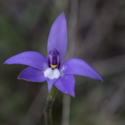 Glossodia major (Wax Lip Orchid) at Wamboin, NSW - 4 Oct 2022 by AlisonMilton