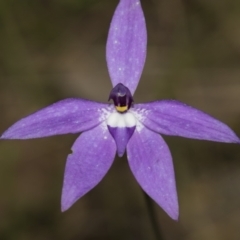 Glossodia major (Wax Lip Orchid) at Gossan Hill - 10 Oct 2022 by AlisonMilton