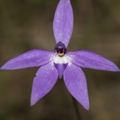 Glossodia major (Wax Lip Orchid) at Bruce, ACT - 11 Oct 2022 by AlisonMilton