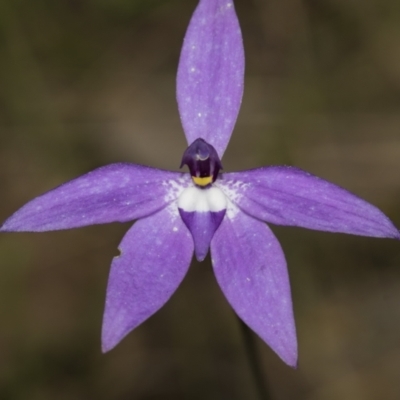 Glossodia major (Wax Lip Orchid) at Bruce Ridge to Gossan Hill - 10 Oct 2022 by AlisonMilton