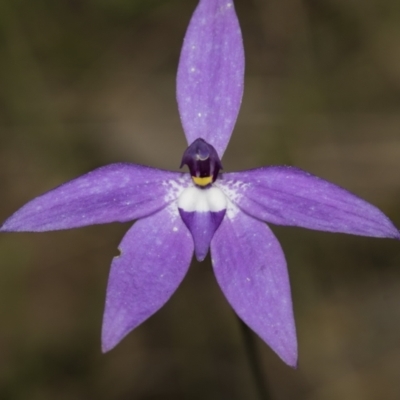 Glossodia major (Wax Lip Orchid) at Bruce, ACT - 11 Oct 2022 by AlisonMilton