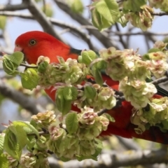 Alisterus scapularis (Australian King-Parrot) at Bruce, ACT - 11 Oct 2022 by AlisonMilton