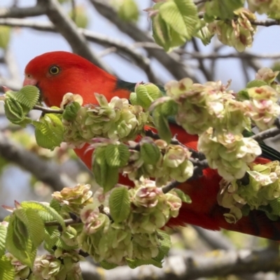 Alisterus scapularis (Australian King-Parrot) at Bruce, ACT - 11 Oct 2022 by AlisonMilton