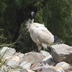 Threskiornis molucca at Evatt, ACT - 11 Oct 2022