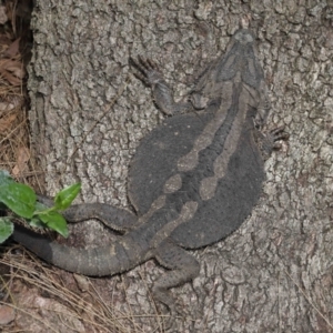 Pogona barbata at Acton, ACT - 12 Oct 2022