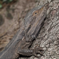 Pogona barbata at Acton, ACT - 12 Oct 2022