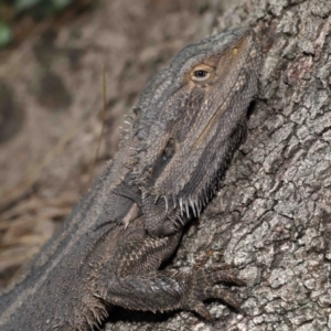 Pogona barbata at Acton, ACT - suppressed