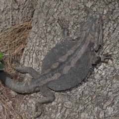 Pogona barbata at Acton, ACT - 12 Oct 2022