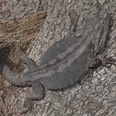 Pogona barbata at Acton, ACT - suppressed