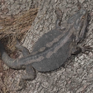 Pogona barbata at Acton, ACT - 12 Oct 2022