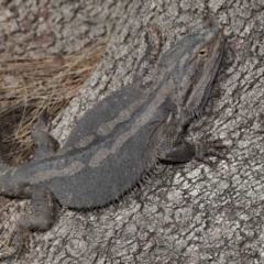 Pogona barbata at Acton, ACT - 12 Oct 2022