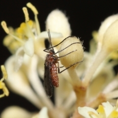 Unidentified Crane fly, midge, mosquito & gnat (several families) at Acton, ACT - 11 Oct 2022 by TimL