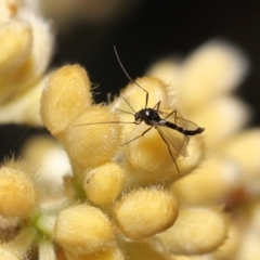 Chironomidae (family) (Non-biting Midge) at Acton, ACT - 12 Oct 2022 by TimL