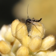 Chironomidae (family) at Acton, ACT - 12 Oct 2022