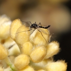 Chironomidae (family) at Acton, ACT - 12 Oct 2022