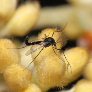 Chironomidae (family) at Acton, ACT - 12 Oct 2022 10:33 AM