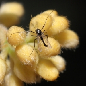 Chironomidae (family) at Acton, ACT - 12 Oct 2022