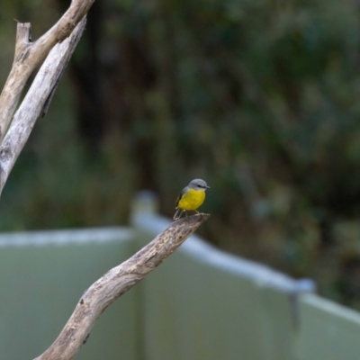 Eopsaltria australis (Eastern Yellow Robin) at Tidbinbilla Nature Reserve - 7 Jul 2022 by MarkT