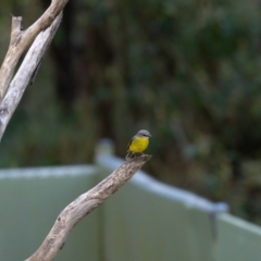 Eopsaltria australis (Eastern Yellow Robin) at Paddys River, ACT - 7 Jul 2022 by MarkT
