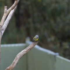 Eopsaltria australis at Paddys River, ACT - suppressed