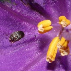Aethina sp. (genus) (Sap beetle) at ANBG - 12 Oct 2022 by TimL