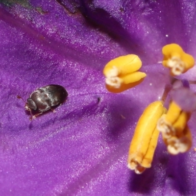 Aethina sp. (genus) (Sap beetle) at ANBG - 12 Oct 2022 by TimL